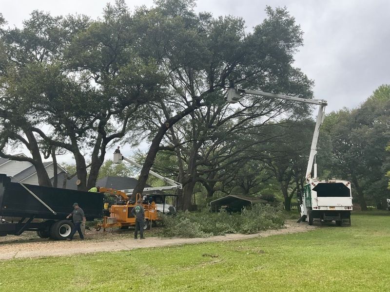 Tree service in progress: workers trimming a large tree with a lift truck and chipper on a green lawn.