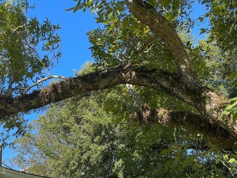 Branch of a tree, covered in moss, against a blue sky, surrounded by green foliage.