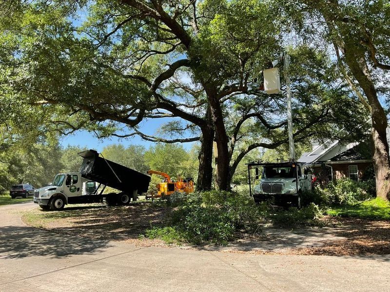 Tree service trucks parked under a large tree; workers trimming branches.