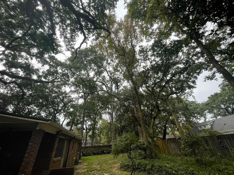 Backyard with large trees, green grass, and a brick house on a cloudy day.