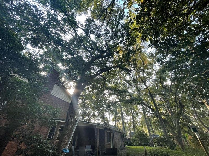 A house nestled under a canopy of tall trees, with sunlight peeking through the leaves.