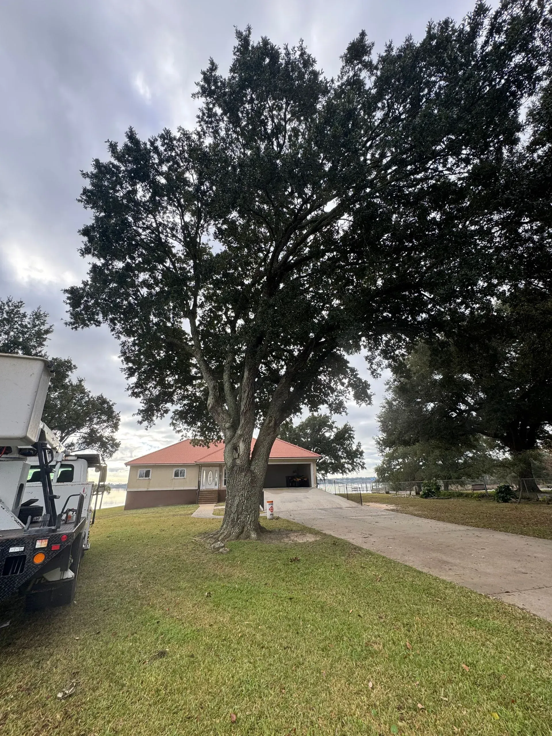 A house with a large tree in front on a cloudy day, driveway on the right.