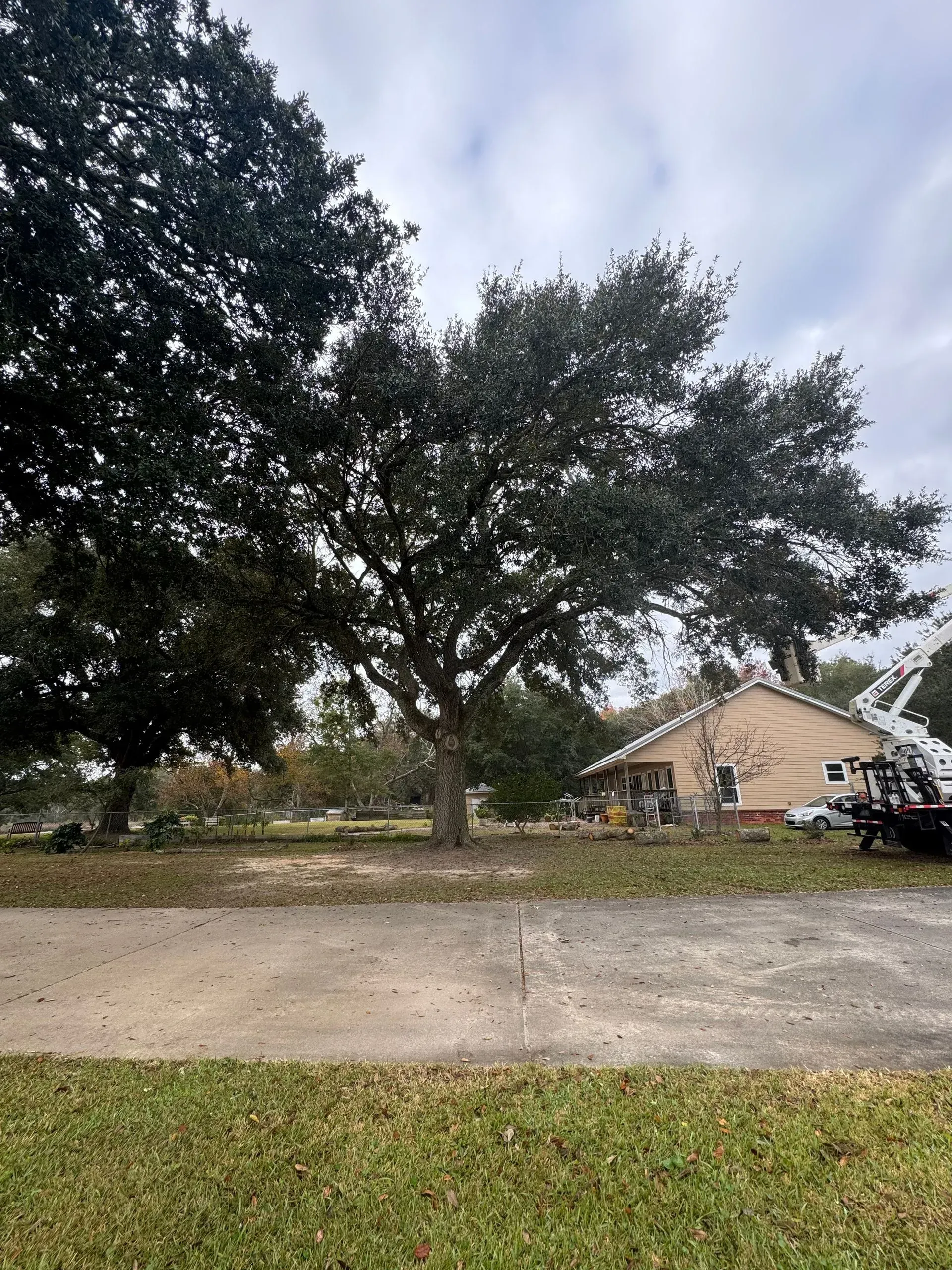 Large tree in front of a house on an overcast day. Brown pavement in foreground, green grass at bottom.