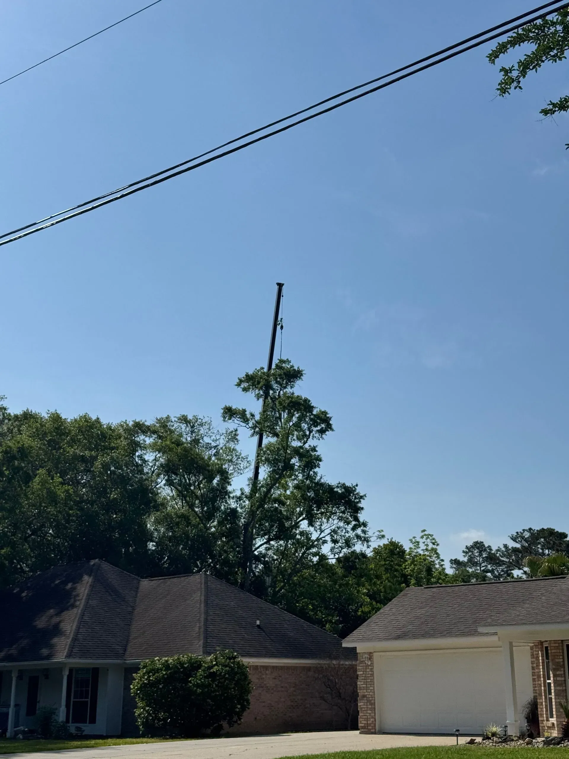 Tall tree with a utility pole extending above it, under a blue sky, with houses in the foreground.