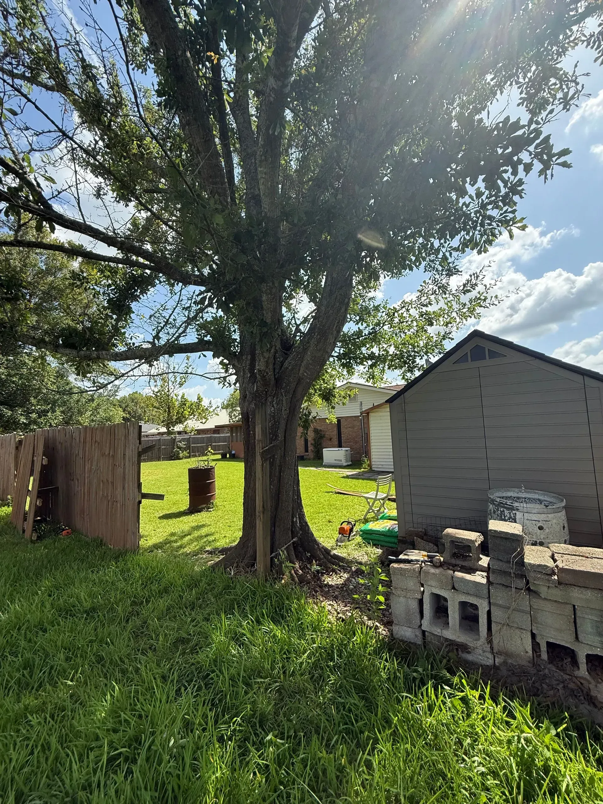 A large tree in a grassy yard, with a fence on the left and a shed on the right.
