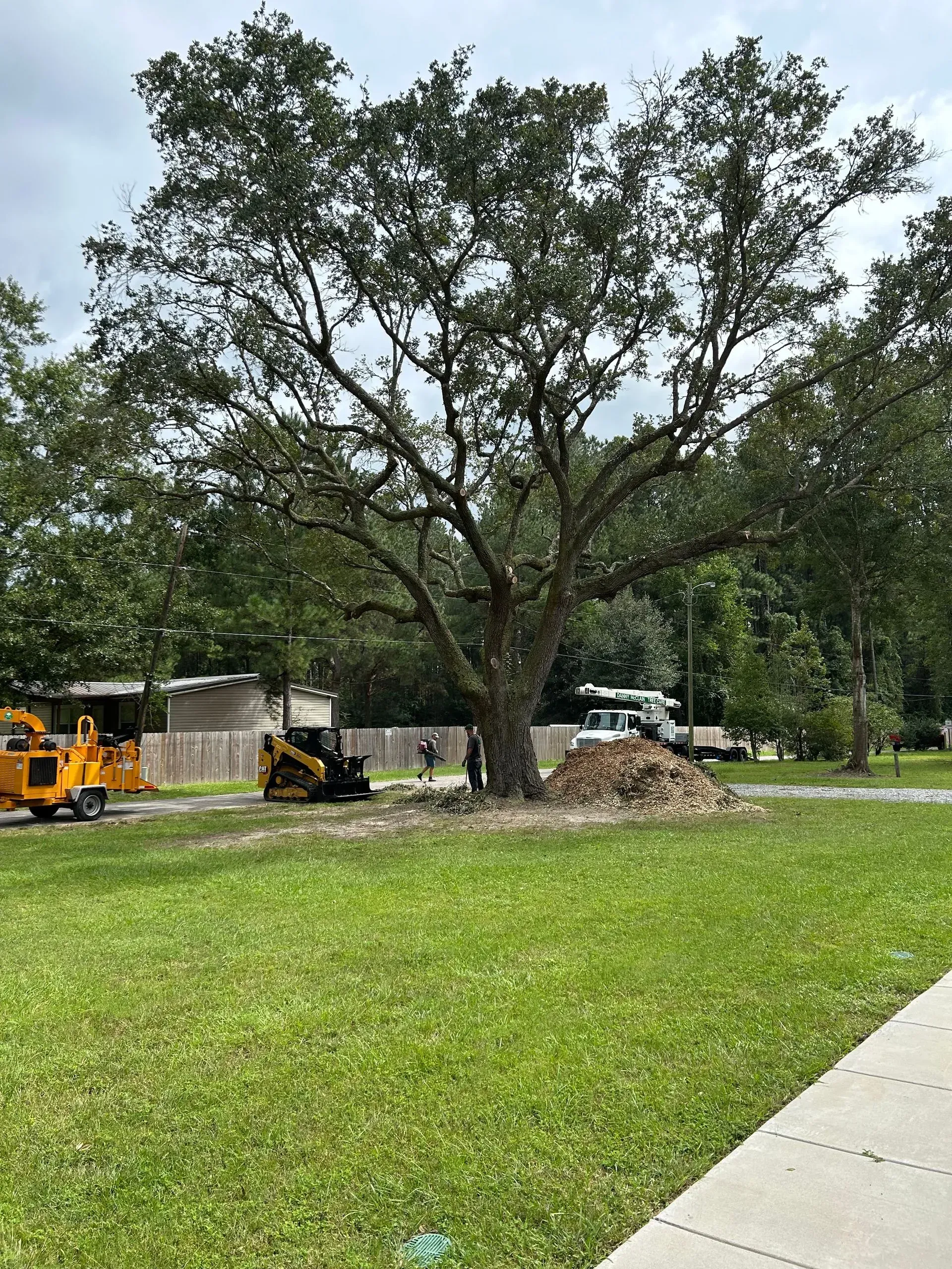 Tree being trimmed, with yard waste and equipment. Green grass and cloudy sky.