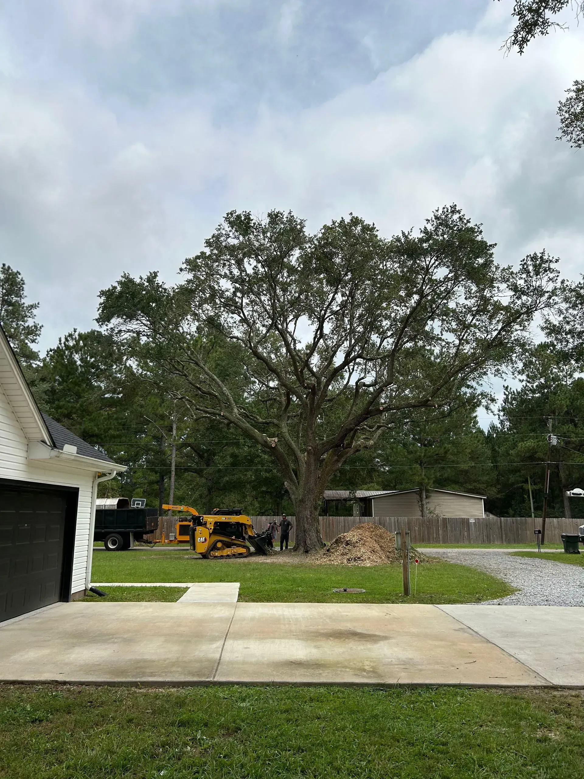 Large tree in a yard, construction equipment, firewood pile, overcast sky.
