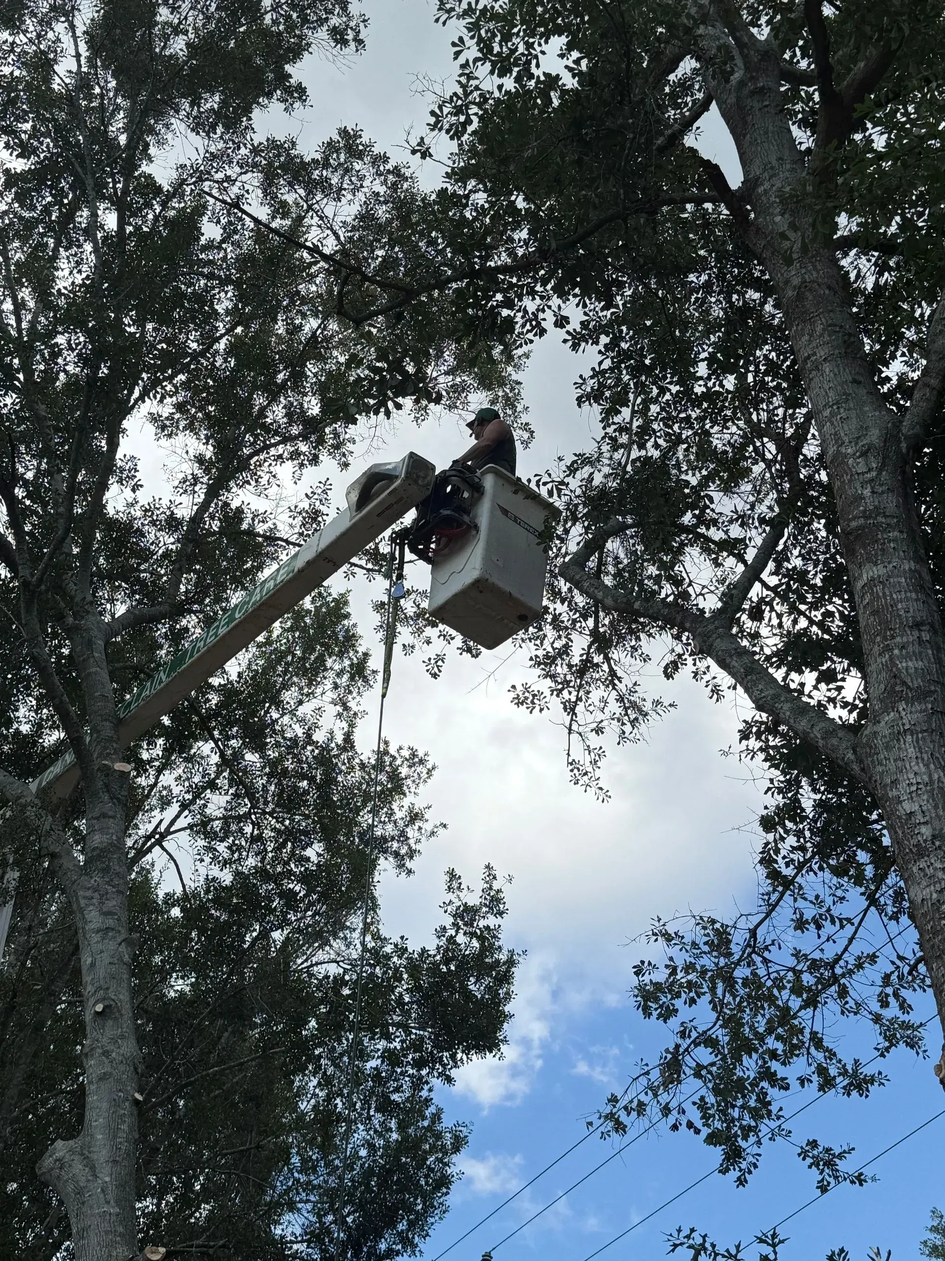 Worker in a bucket lift trimming tree branches against a cloudy sky.