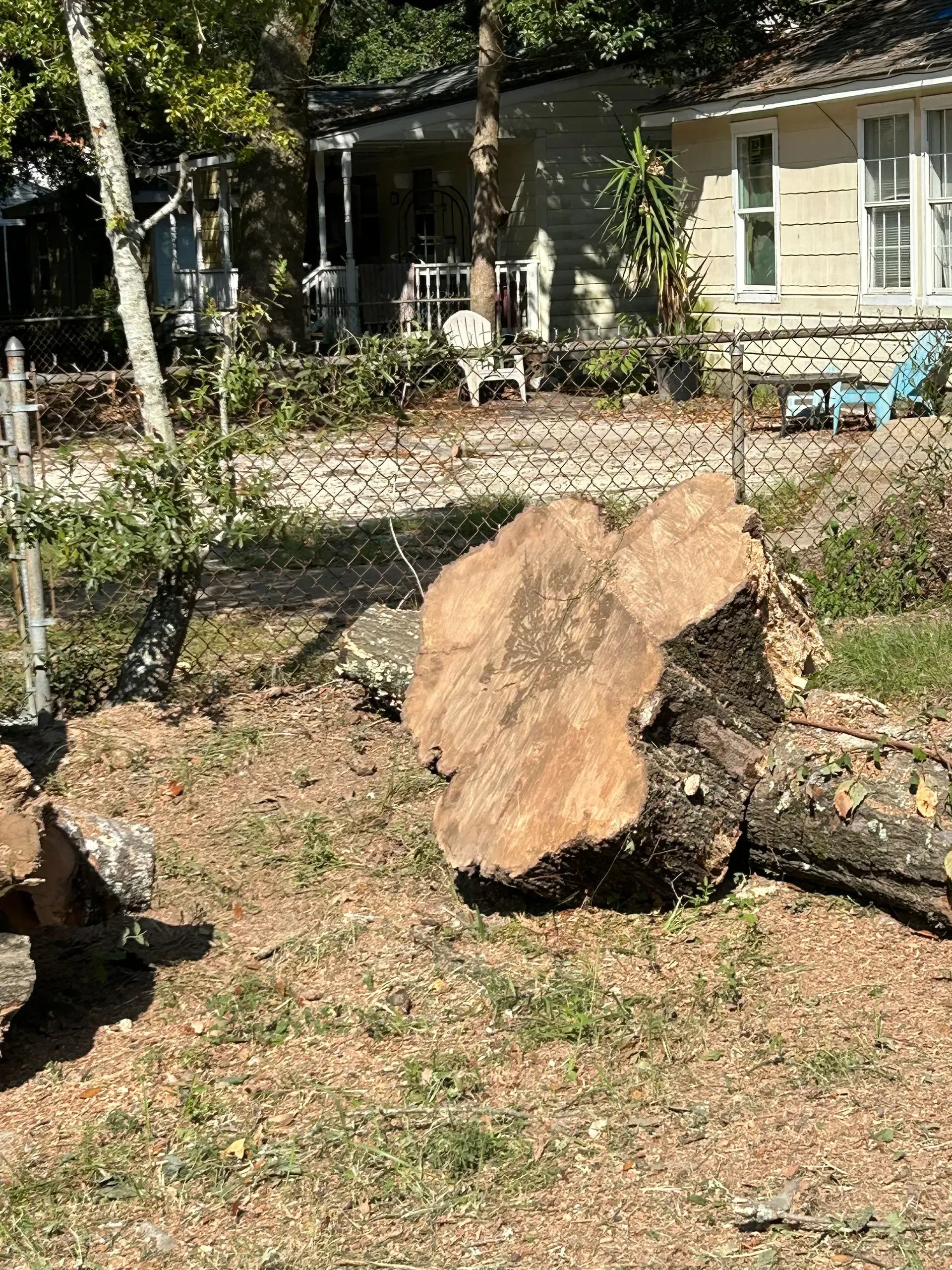 Large, felled tree trunk and sections on the ground near a chain-link fence and house.
