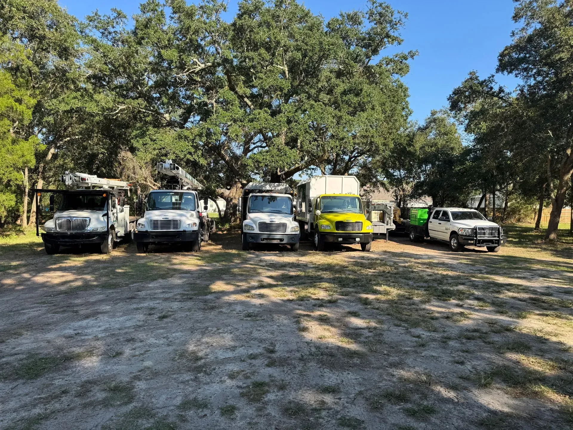 A line of diverse trucks parked in a grassy area, under a large tree with a blue sky.
