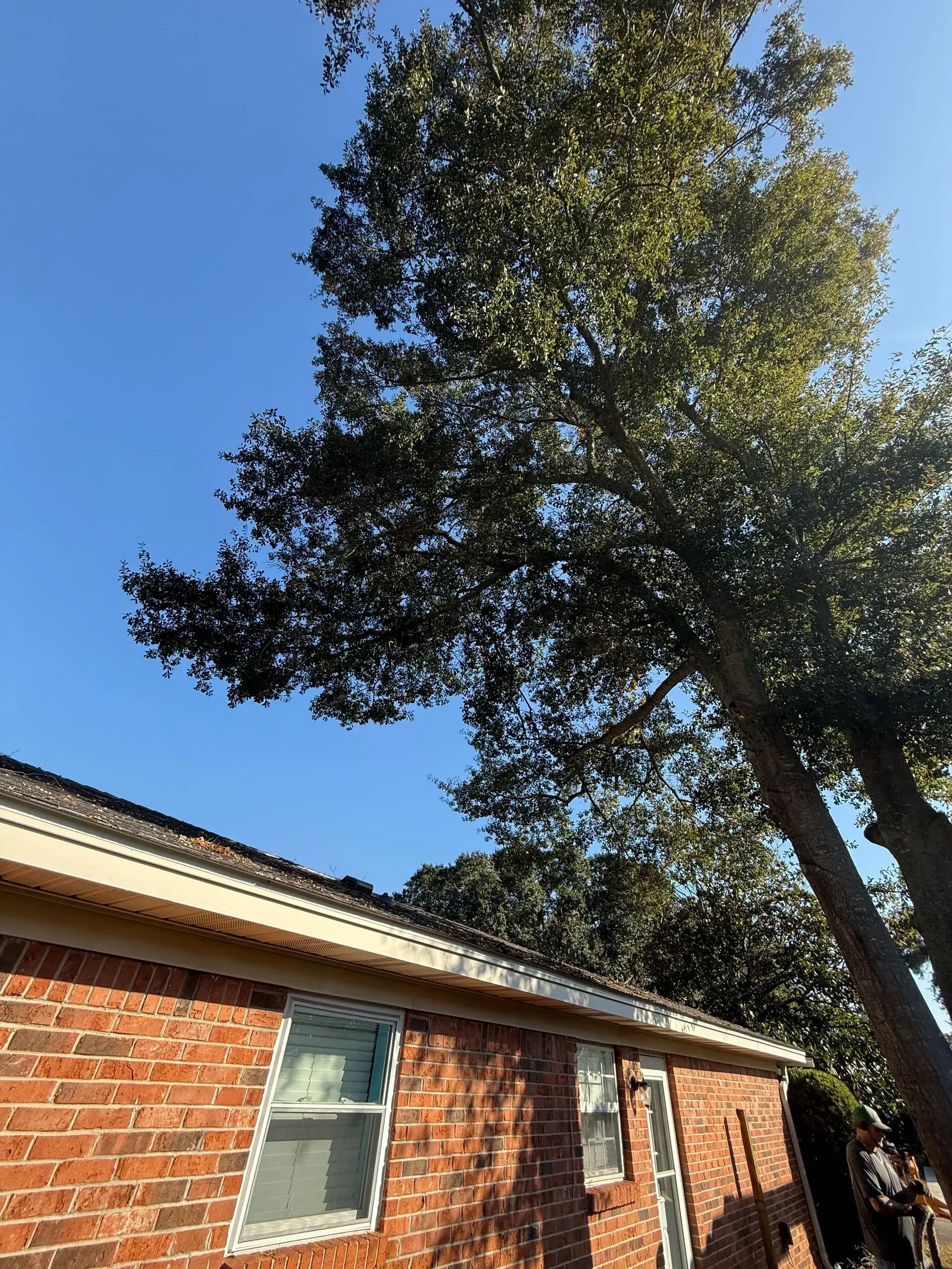 Brick house with a large tree against a blue sky.