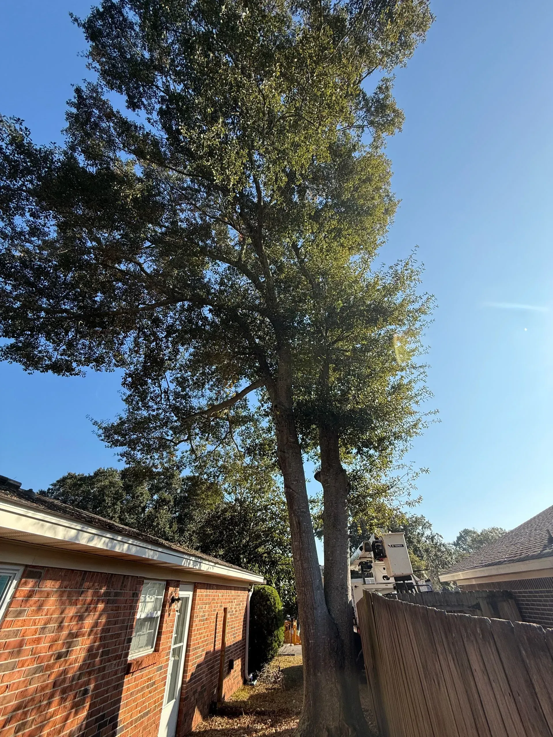 Tall tree with green leaves next to a brick building and a wooden fence, under a blue sky.