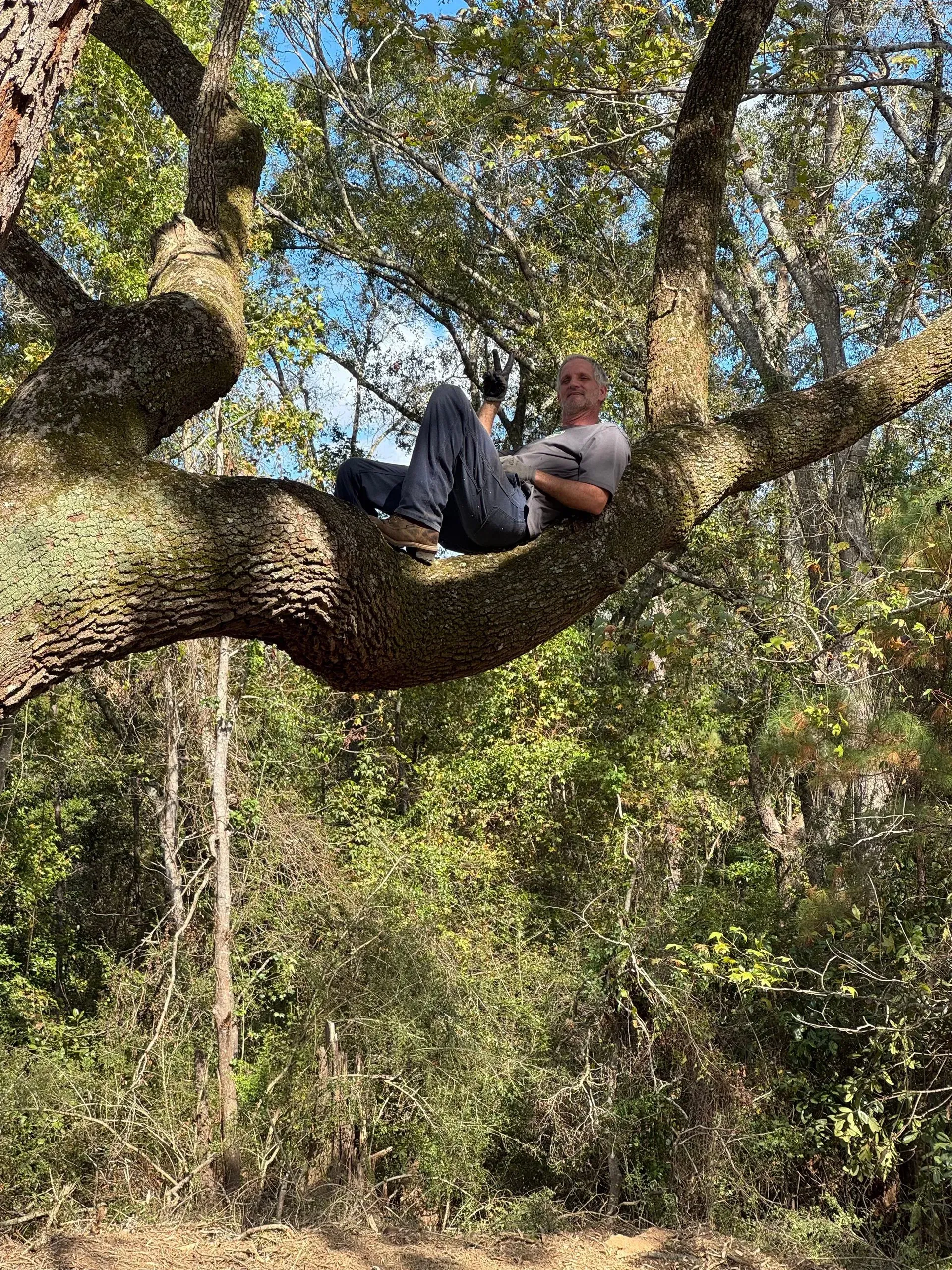 Man reclines comfortably in a large tree, blue sky visible, surrounded by foliage.