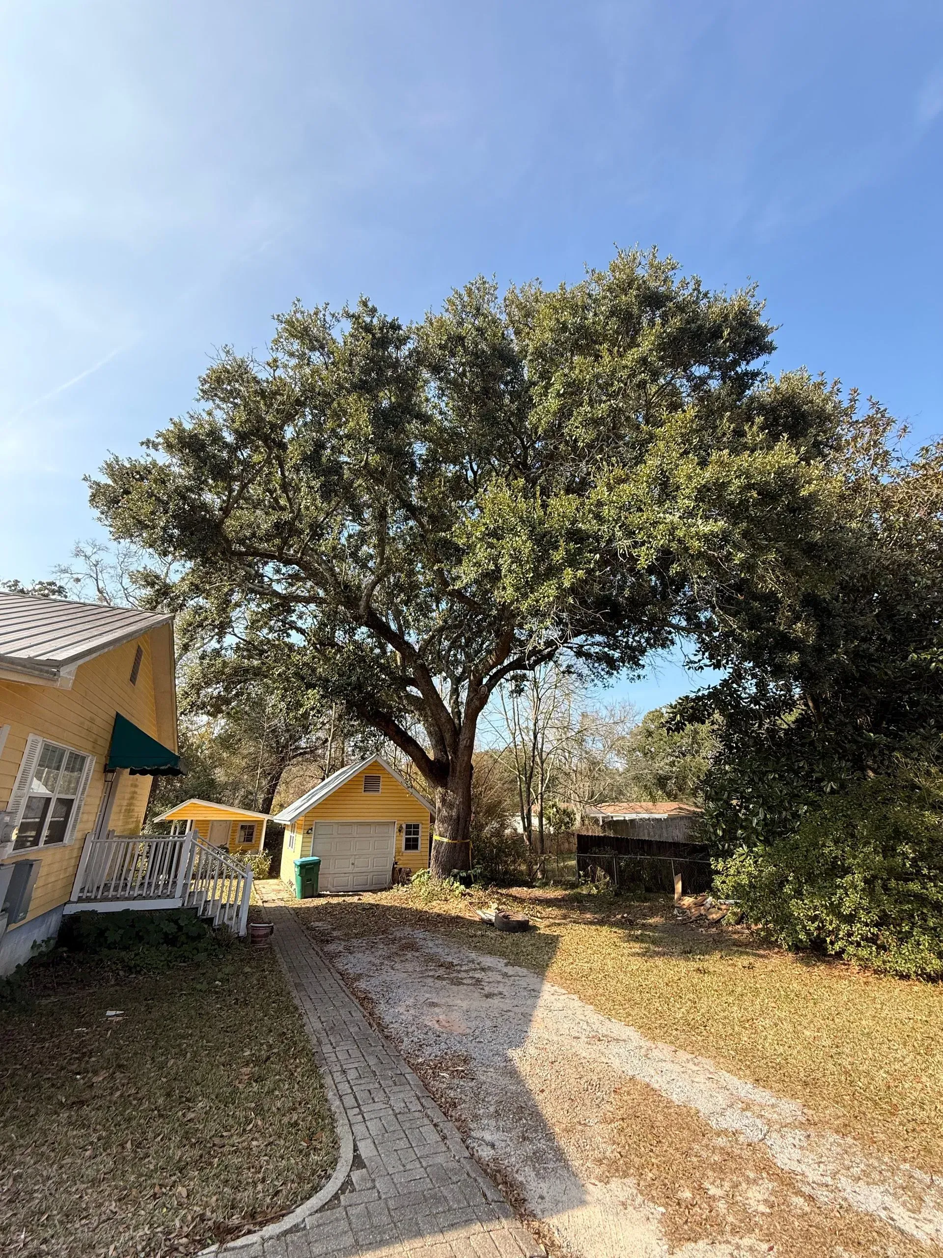 A large tree dominates a yard with a driveway, yellow building, and clear blue sky.