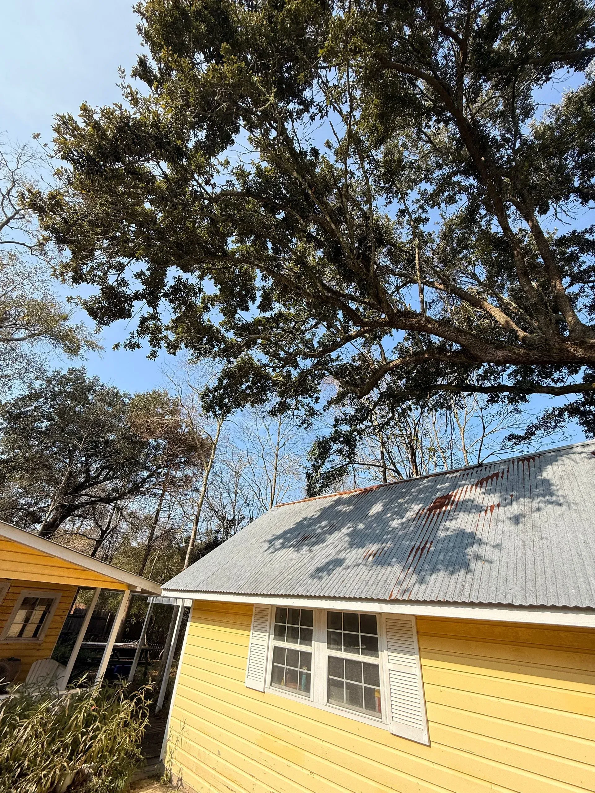 Yellow building with metal roof under tree branches against a blue sky.