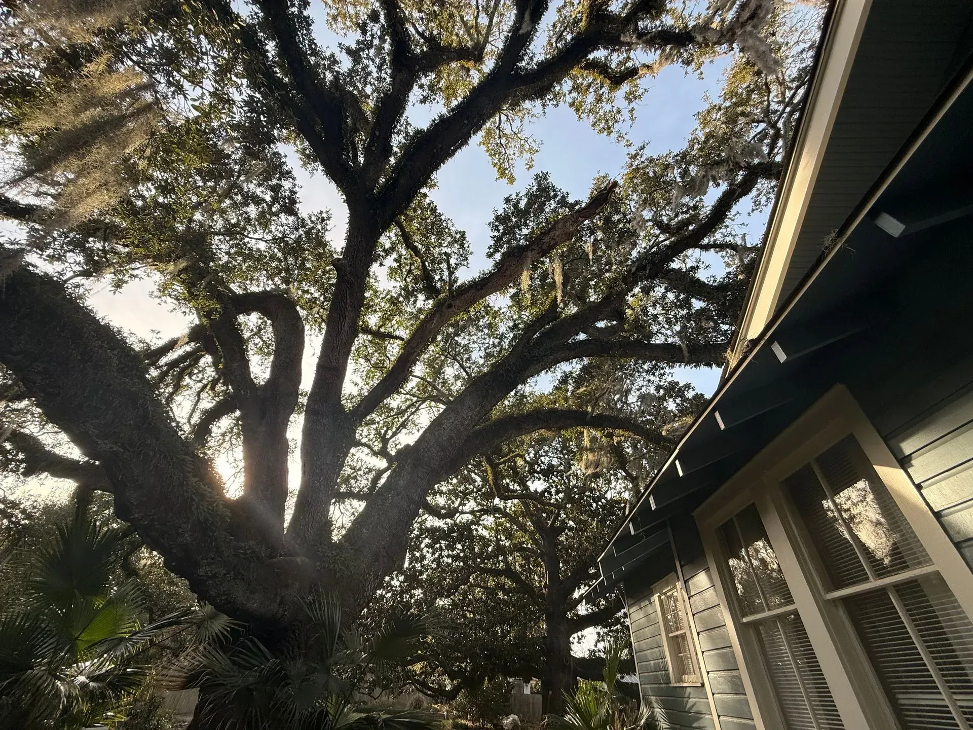 Large tree with Spanish moss near a house, sunlight through branches.