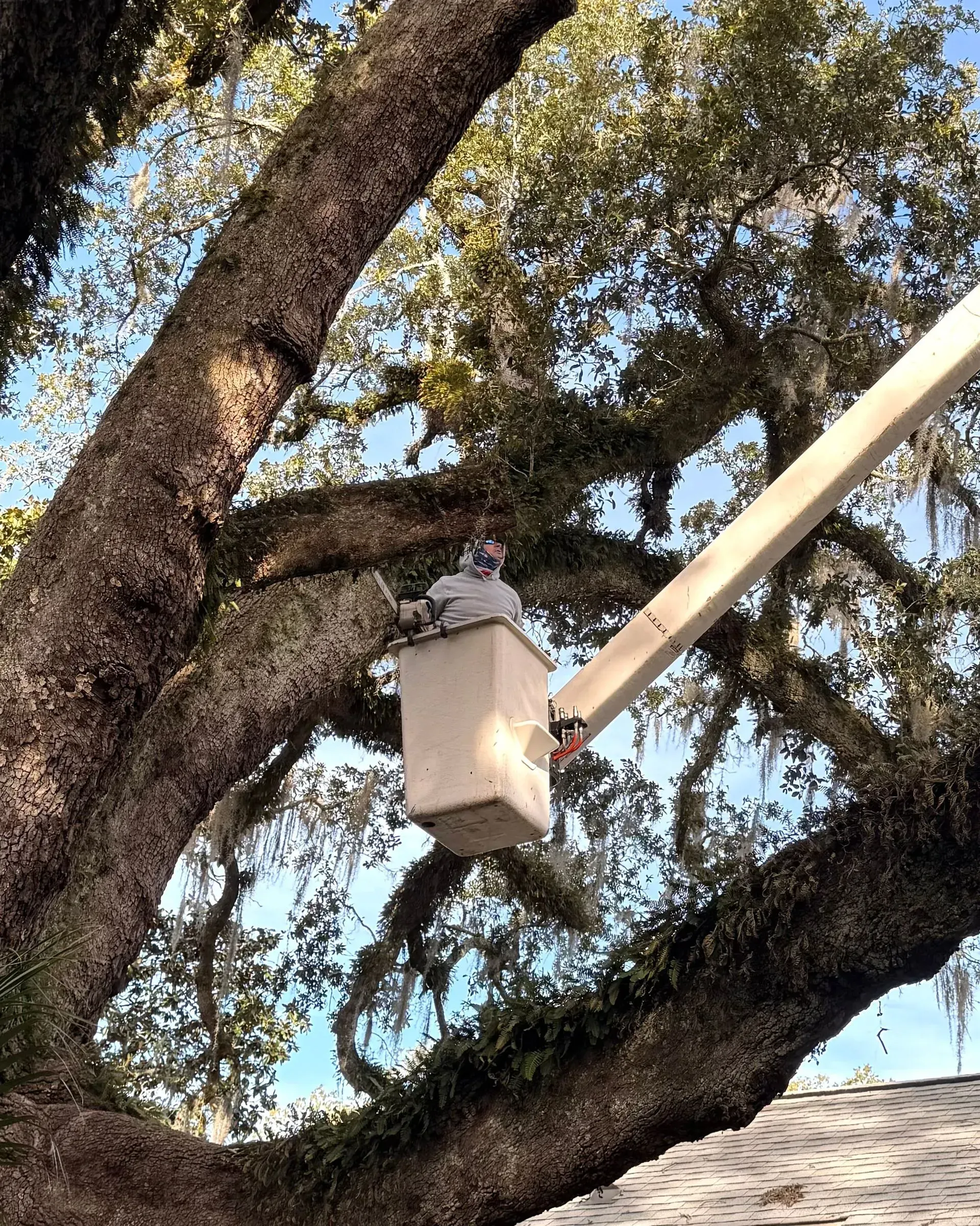 Person in a lift basket pruning a large tree, under a blue sky.