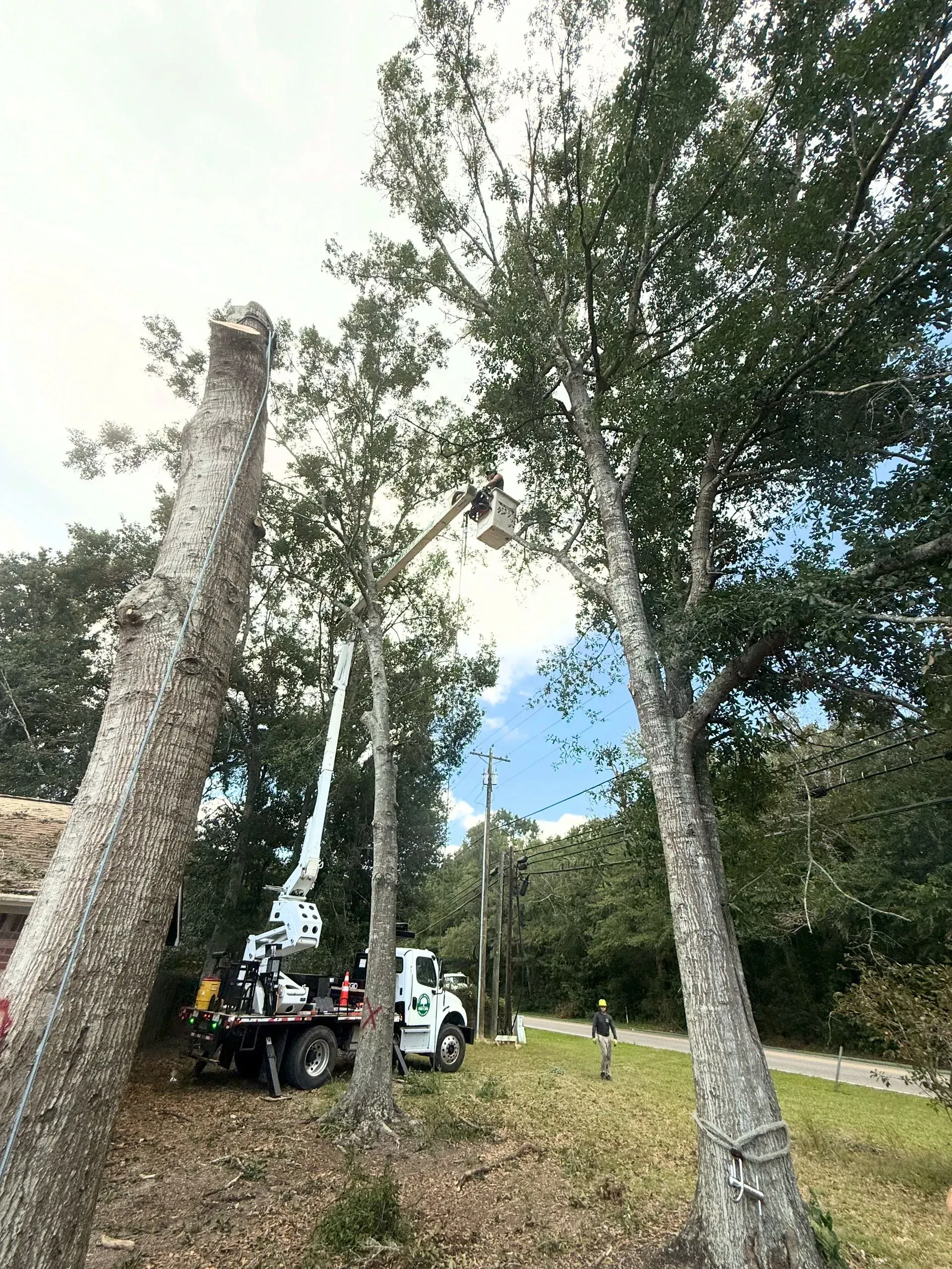 A tree service truck trims trees on a sunny day.
