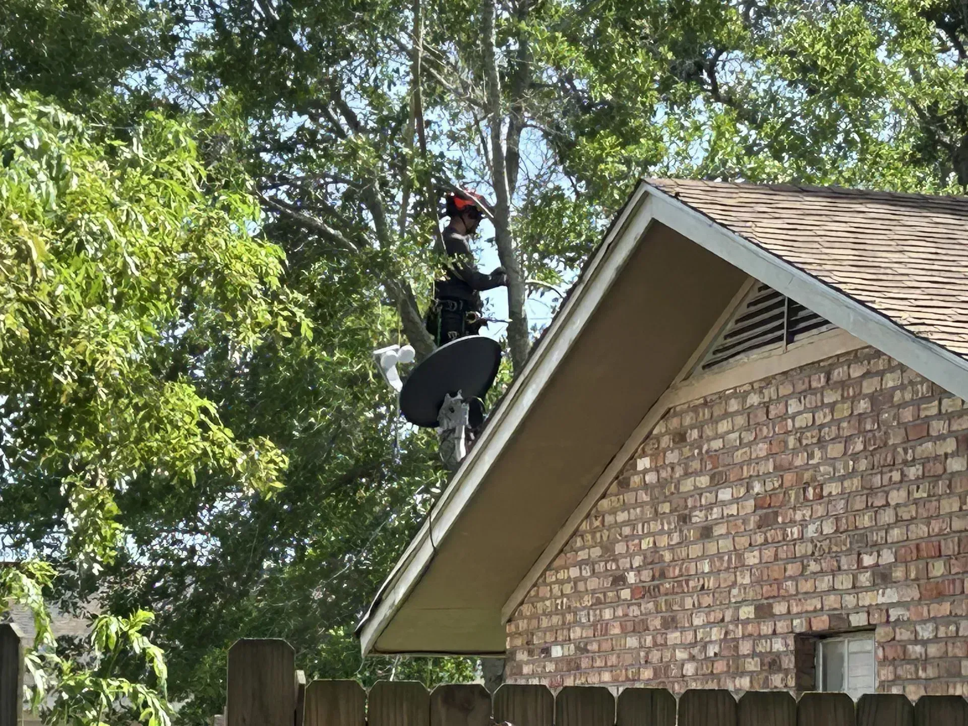 A satellite dish mounted on a roof next to a tree with a red object at the top.