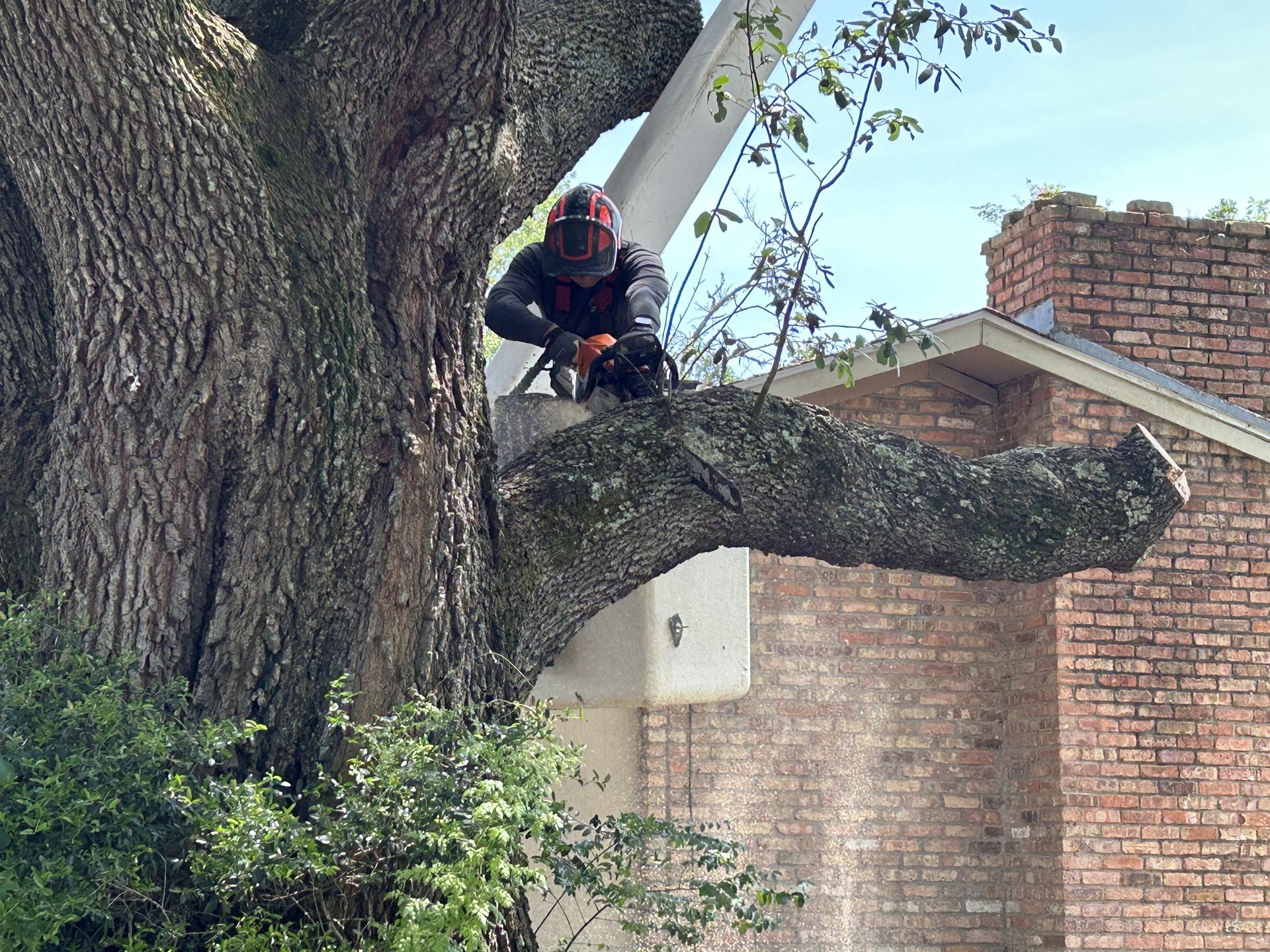 Tree service worker with chainsaw on tree branch near a brick building.
