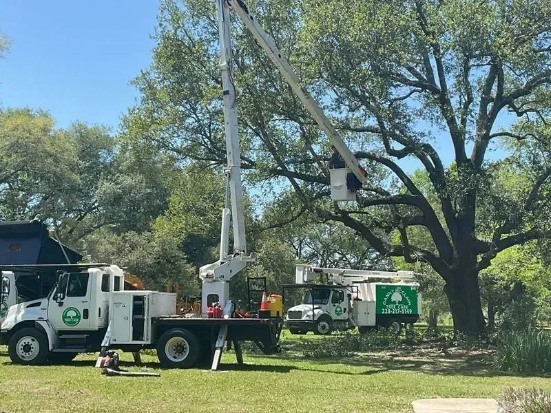 Tree trimming service with two trucks and a lift trimming a large tree in a grassy area on a sunny day.