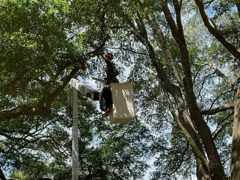 Person in a bucket lift trimming tree branches against a backdrop of blue sky and foliage.