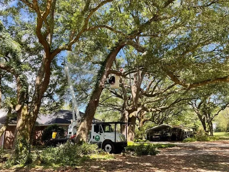 Tree trimming service using a lift truck to prune large oak trees near a house.