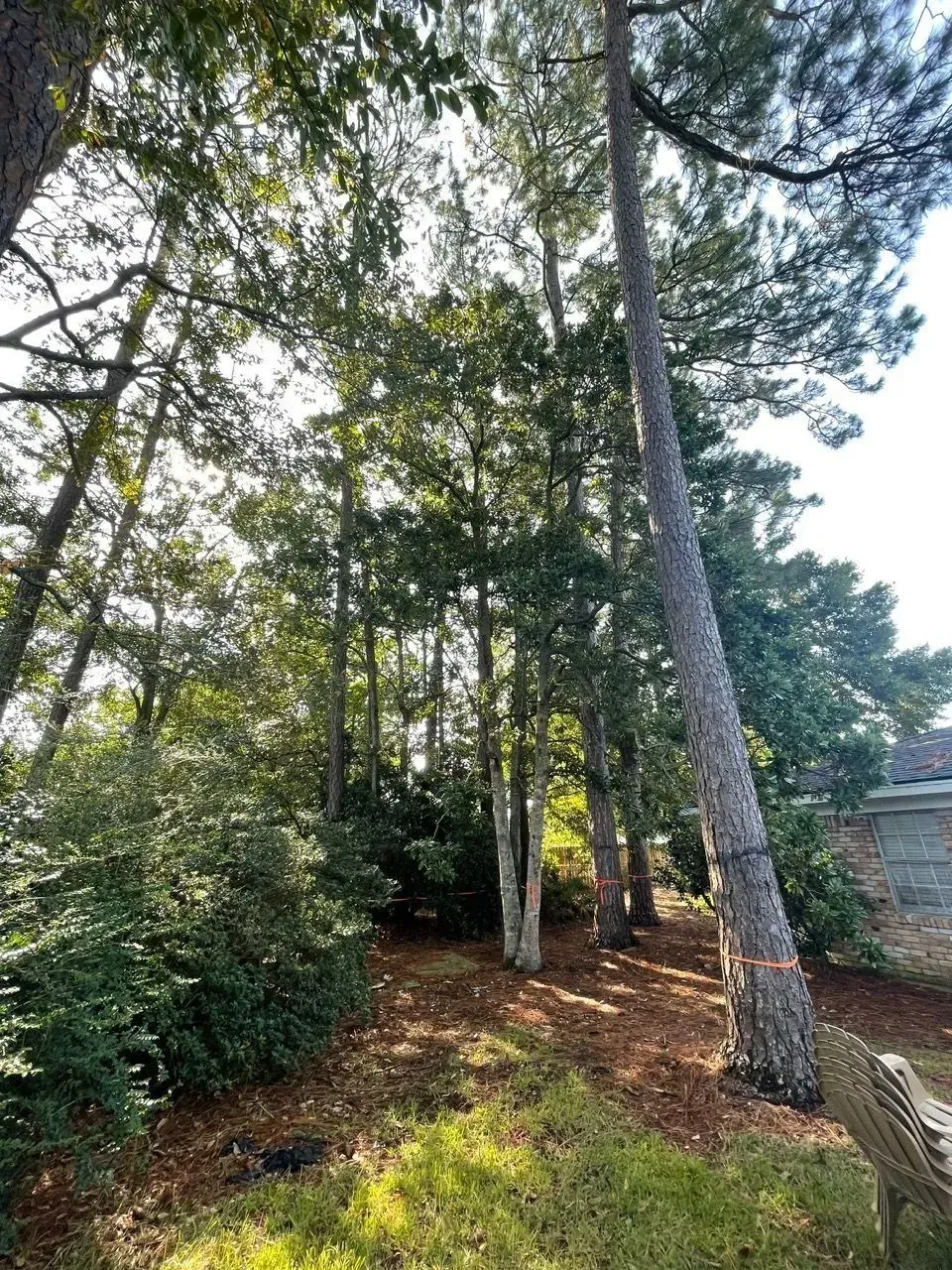 Tall trees in a wooded area with sunlight filtering through the branches onto the ground covered in pine needles.