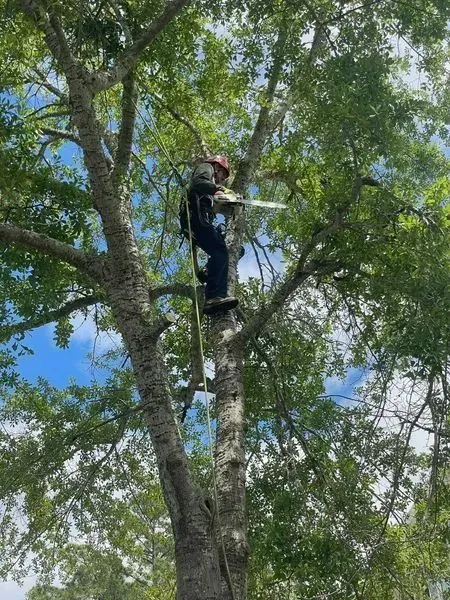Arborist in tree, using chainsaw, secured by ropes. Blue sky, green foliage.