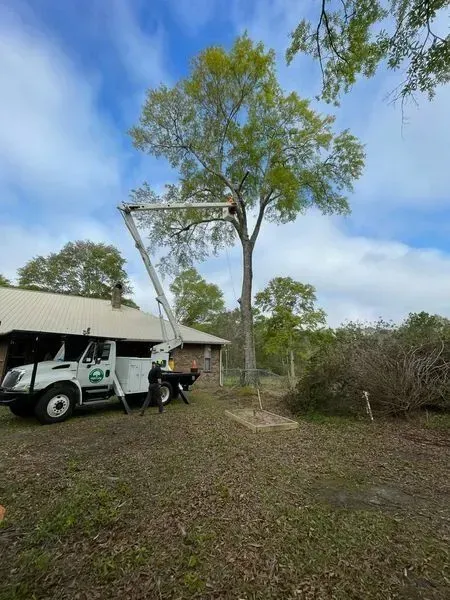 Tree trimming service: bucket truck near a house, worker aloft, branches piled nearby.