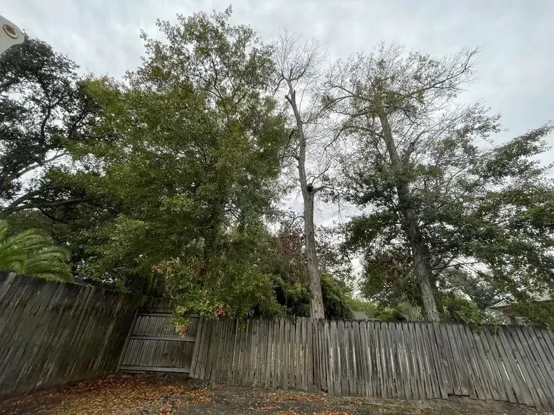 Trees behind a weathered wooden fence, leaves on ground. Overcast sky.