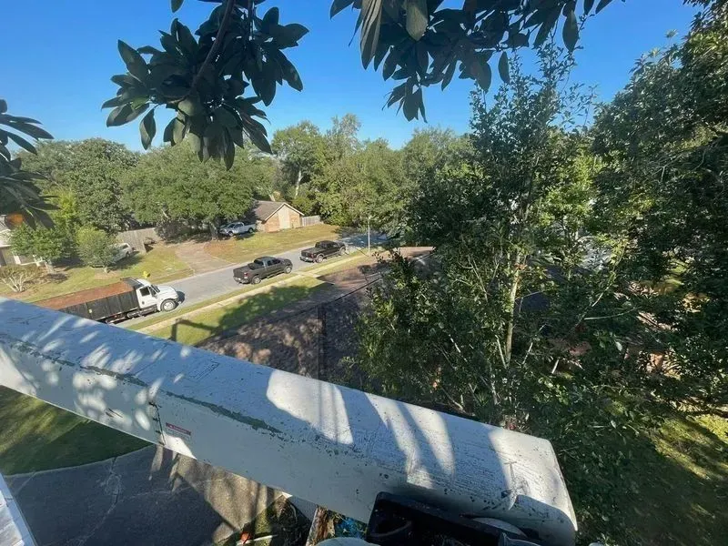 View from a tree limb towards a street with cars and trees under a blue sky.
