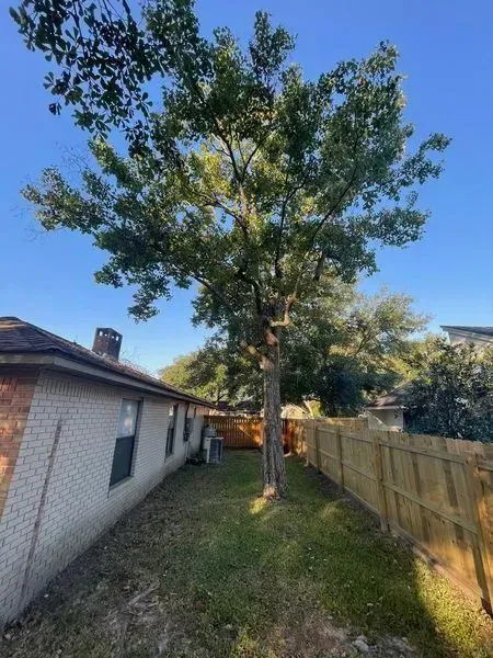 Large tree in a backyard, beside a brick house and wooden fence, under a blue sky.