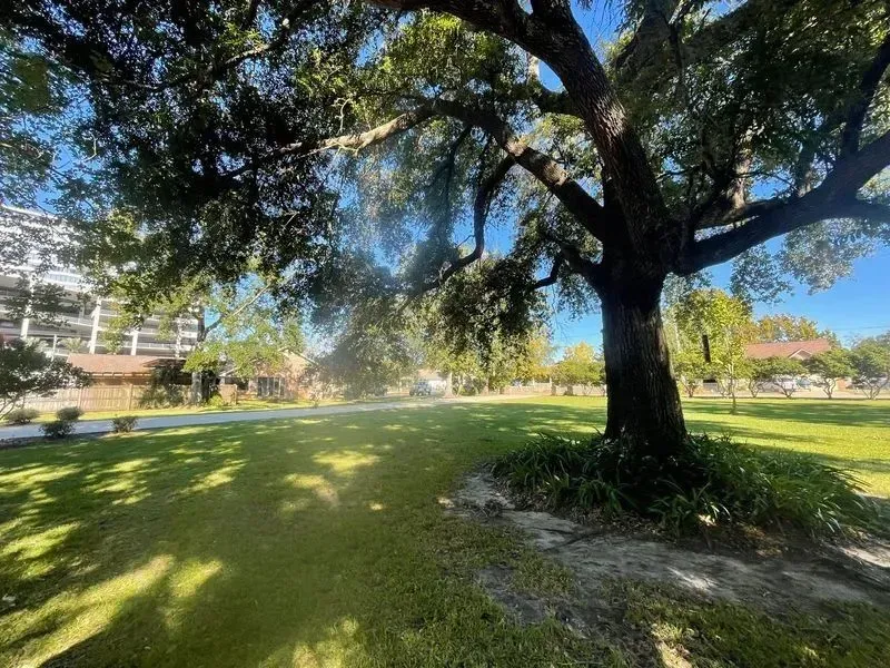 Large tree shading a grassy park; a multi-story building visible in the background on a sunny day.