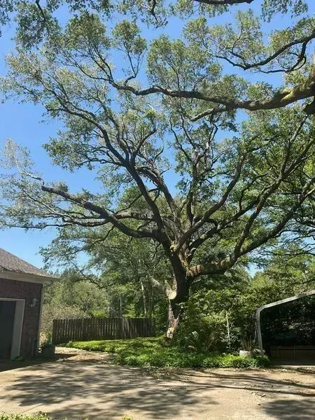 Large tree with sprawling branches against a blue sky, partially obscuring a building and vehicle.