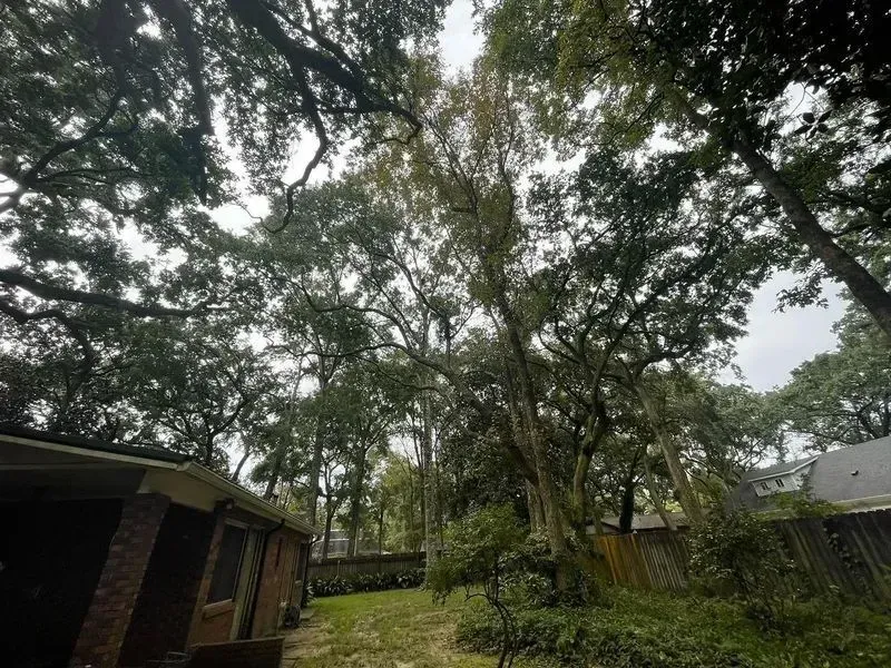 Backyard view with tall trees and a brick house on a cloudy day.