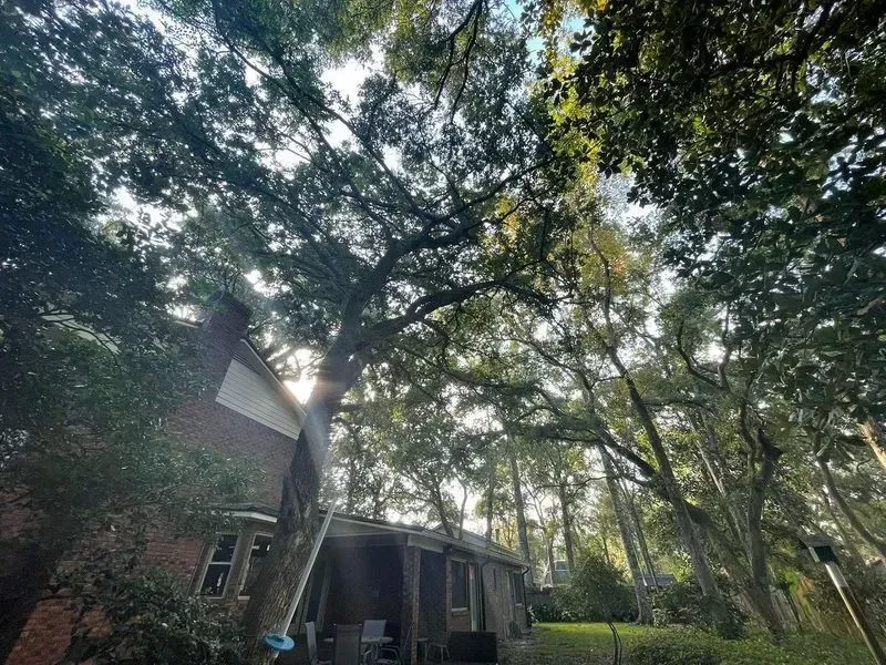 View of trees towering over a house with sunlight filtering through the leaves.