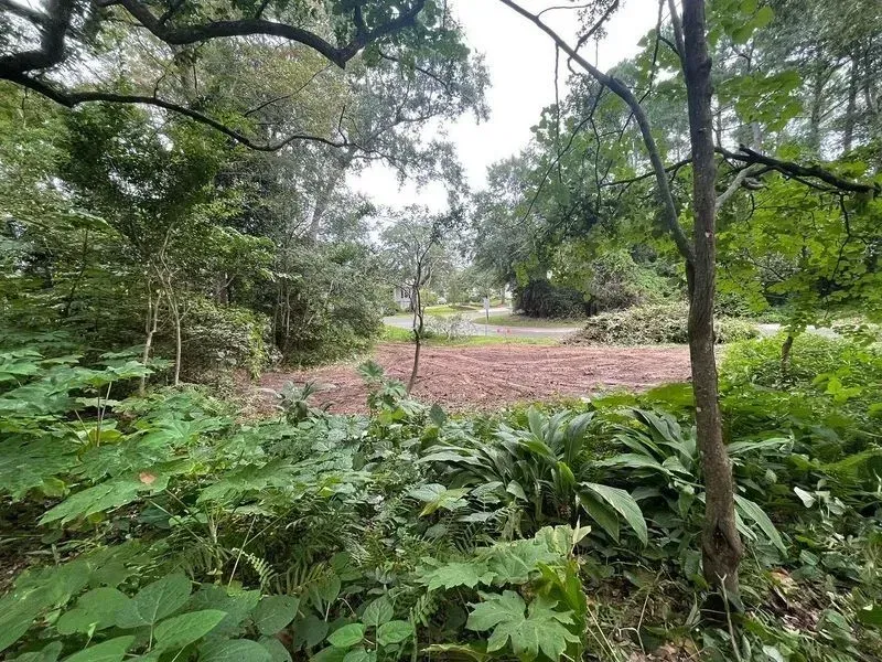 Lush green foliage frames a clearing with scattered mulch. Trees and overcast sky visible in the background.