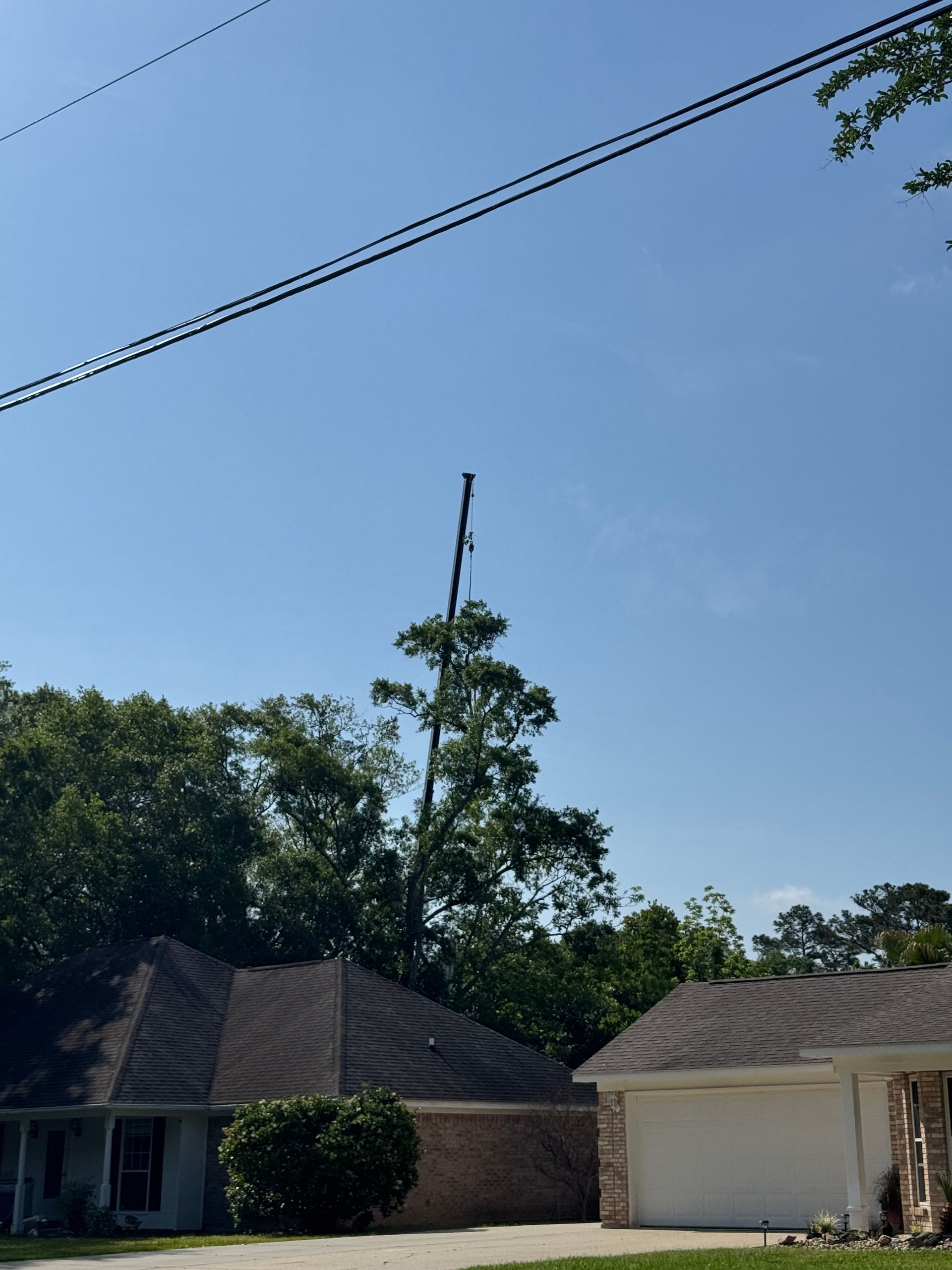 Residential homes with a tall tree in front of a blue sky and power lines.