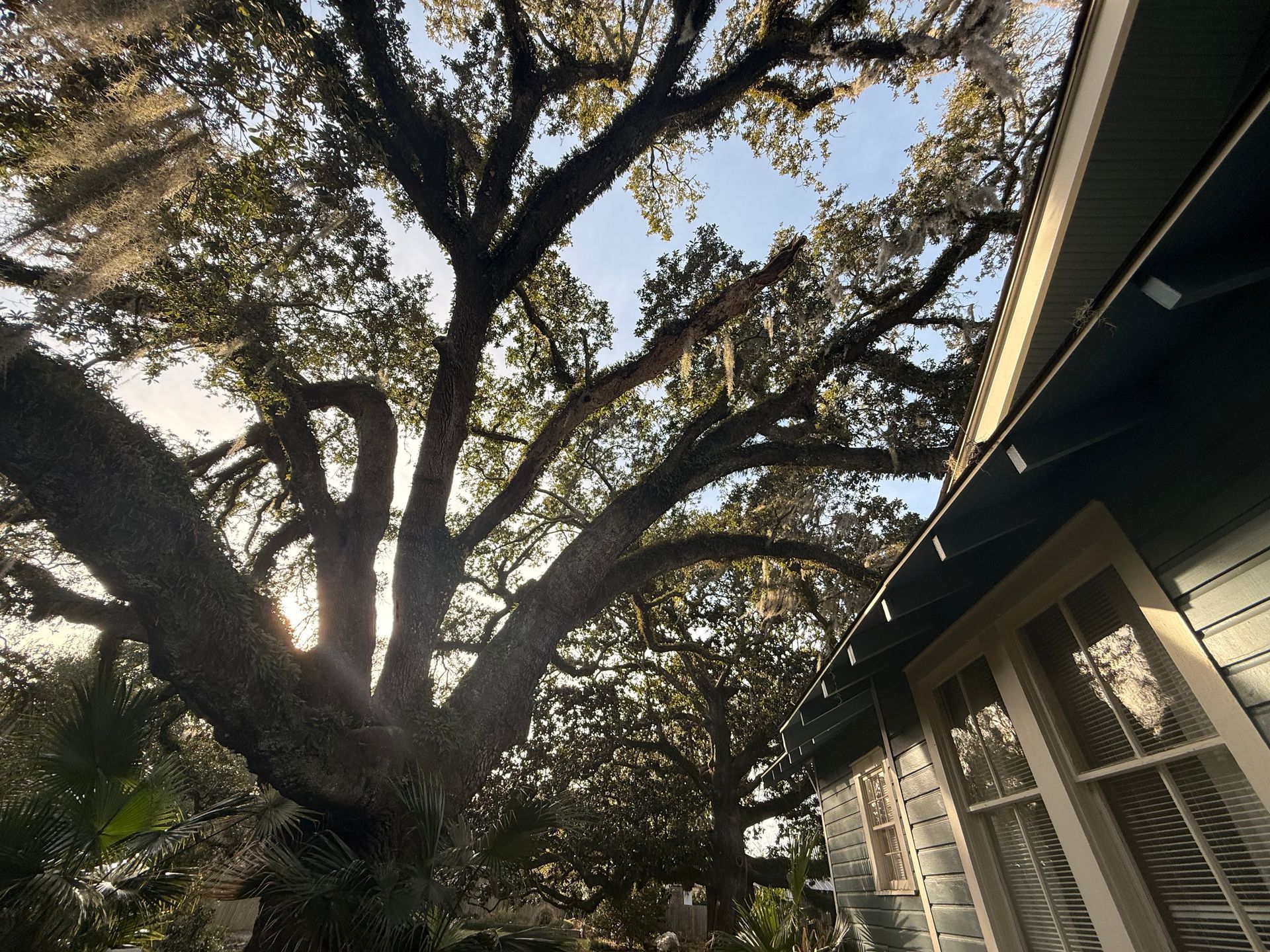 Large tree with Spanish moss near a house with a window, against a blue sky.
