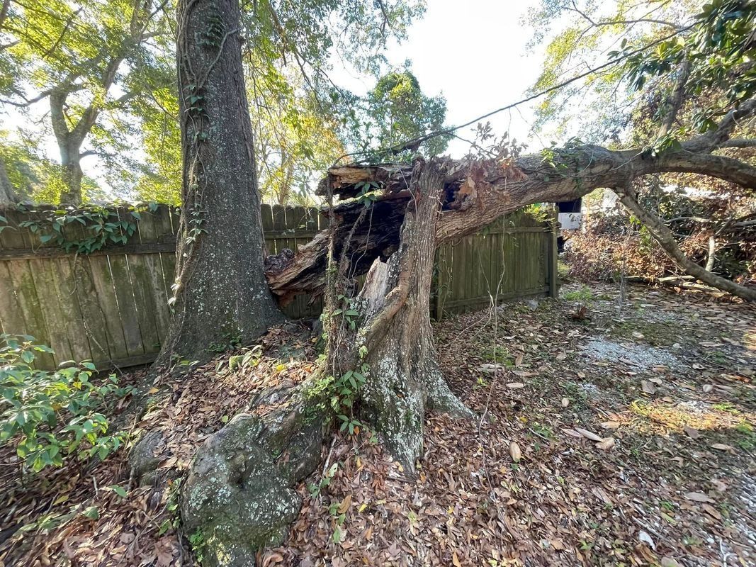 Damaged tree trunk beside a concrete wall; fallen branches and debris.