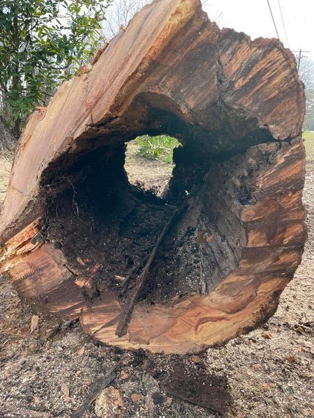 Cross-section of a hollowed-out log, showing inner rot and a hole to the outdoors. Brown and dark hues.