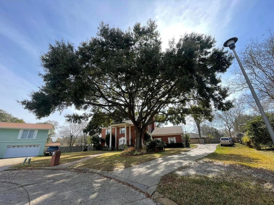 Large tree in front of a brick house with a white column, blue sky background.