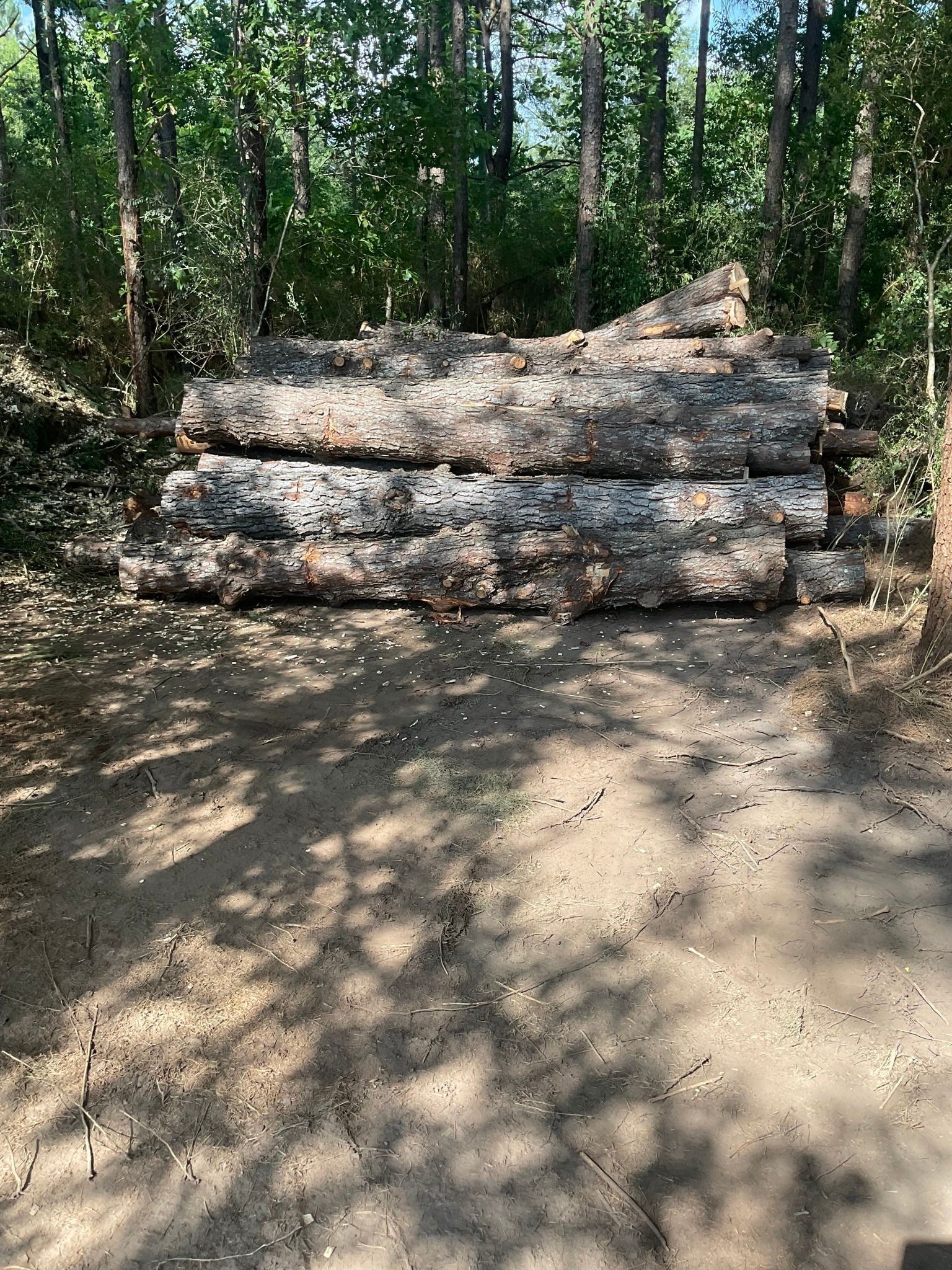 Pile of cut logs in a shaded forest clearing.