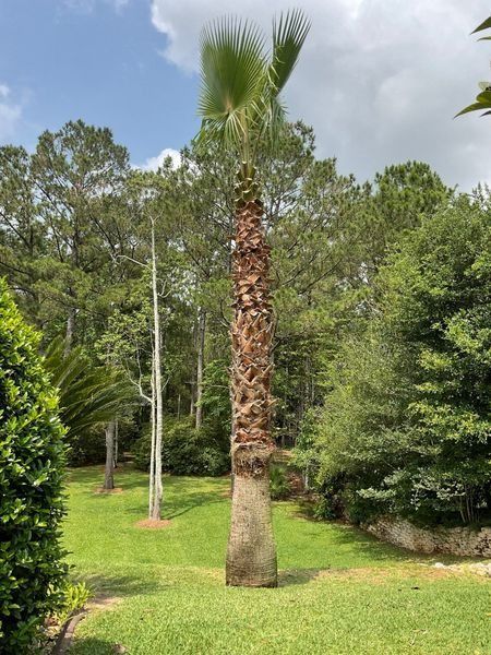 Tall palm tree in a grassy yard with a forest background on a sunny day.