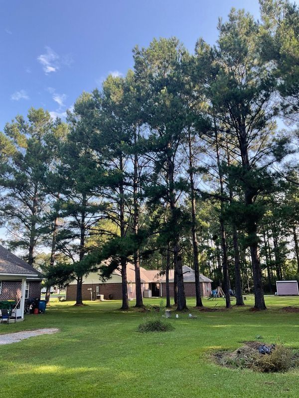 Tall pine trees line a grassy yard, with buildings and a blue sky visible in the background.