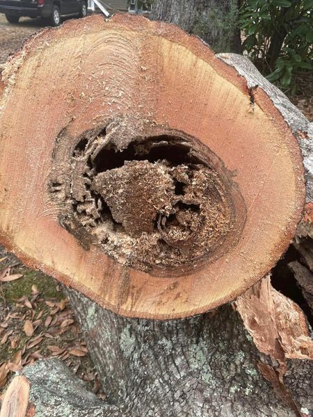 Cross-section of a tree trunk with a large, decayed hollow core.