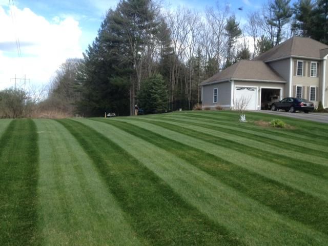 Lush green lawn with trees and hedges, a bright and inviting outdoor space.