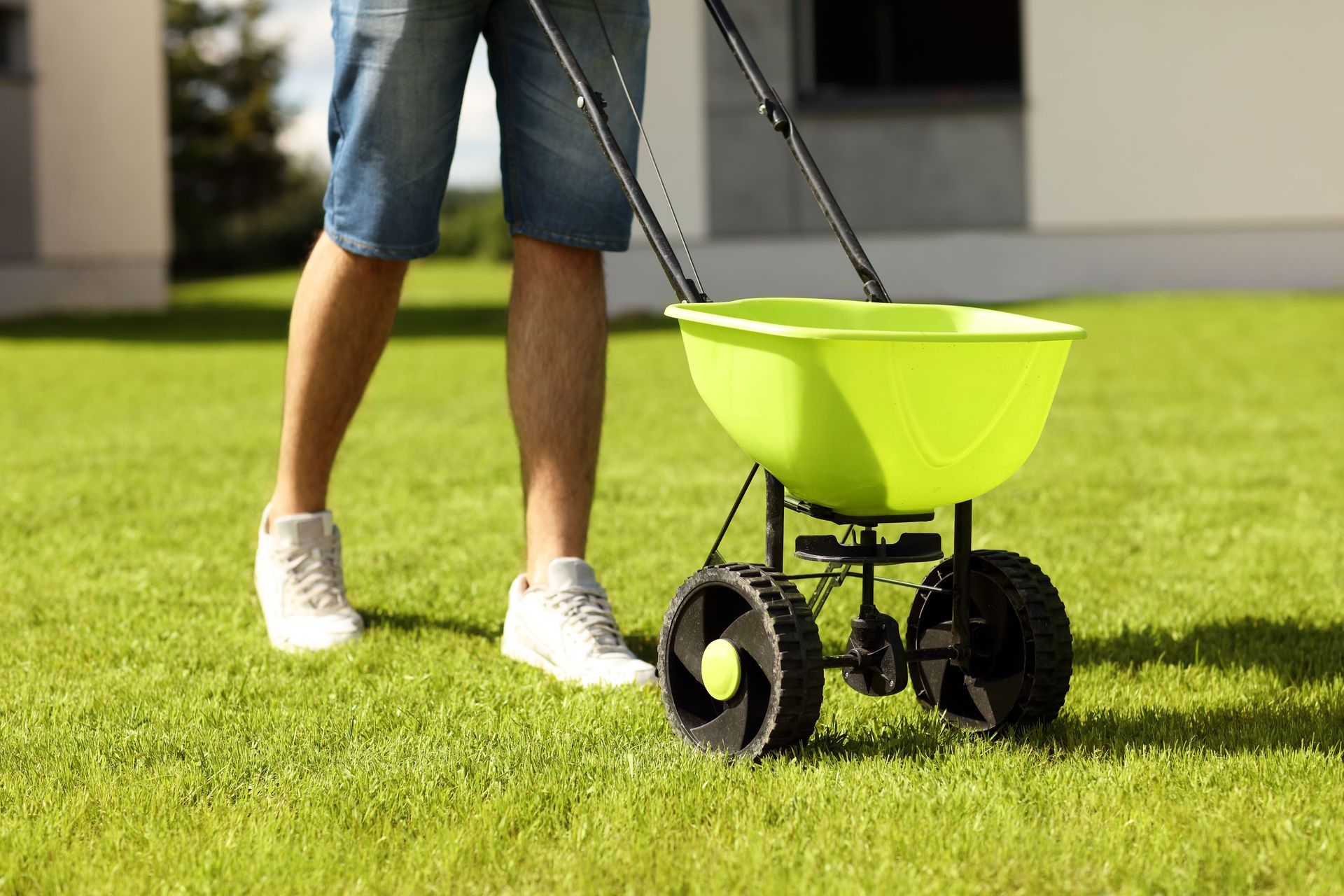 Person using a lime green spreader on a green lawn.