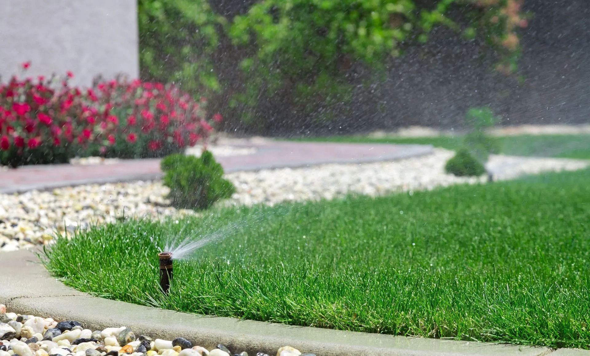 Sprinkler watering a green lawn, beside a walkway with bushes and a building in the background.